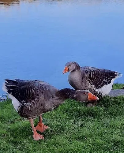 Vakantiehuis La Hervuerie